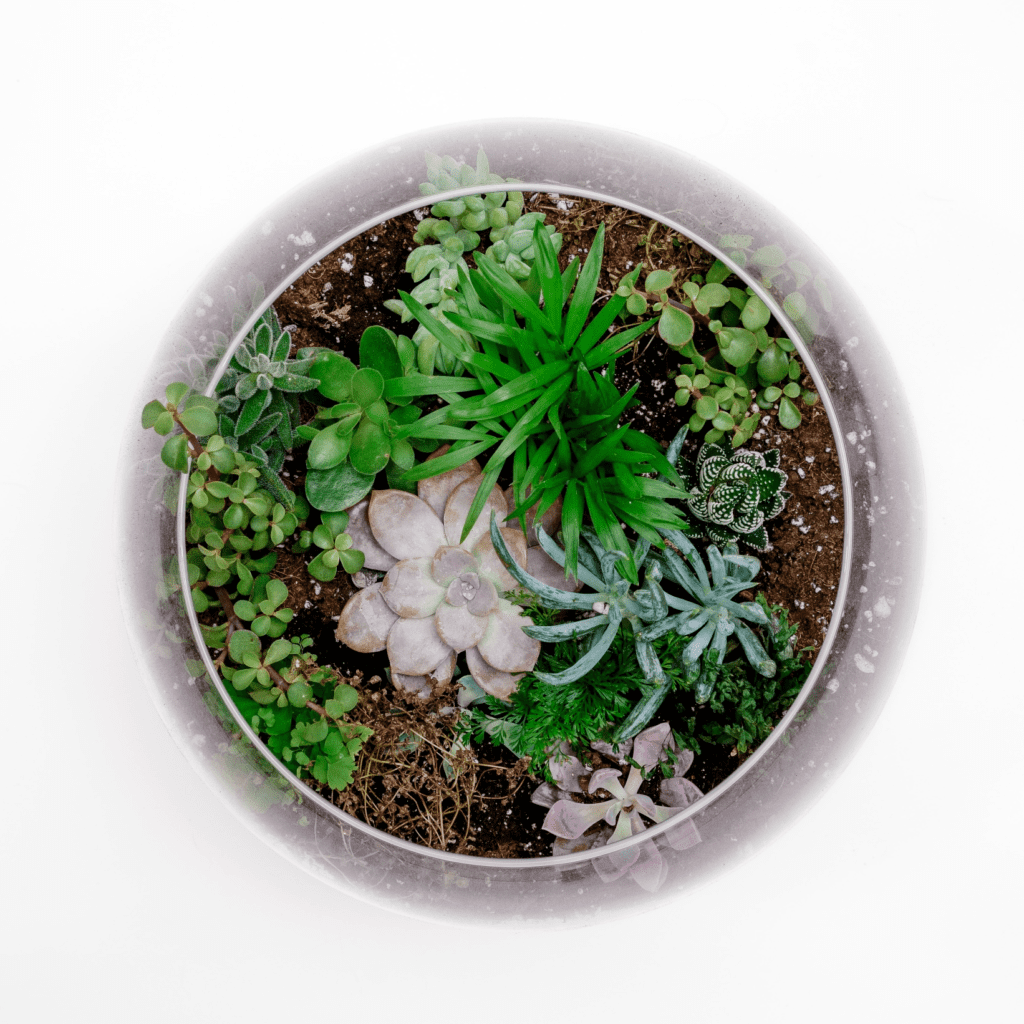 Jen House Design hosting two terrarium workshops