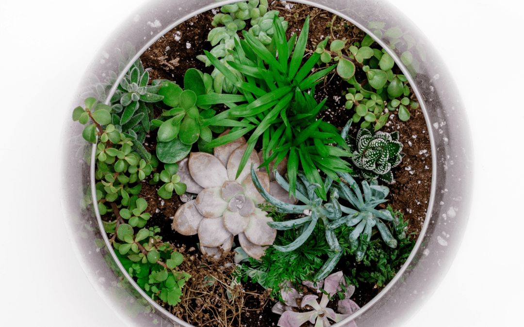 Jen House Design Hosts Terrarium Workshops